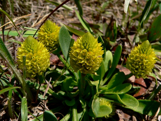 {Polygala nana}